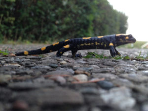 salamander02
